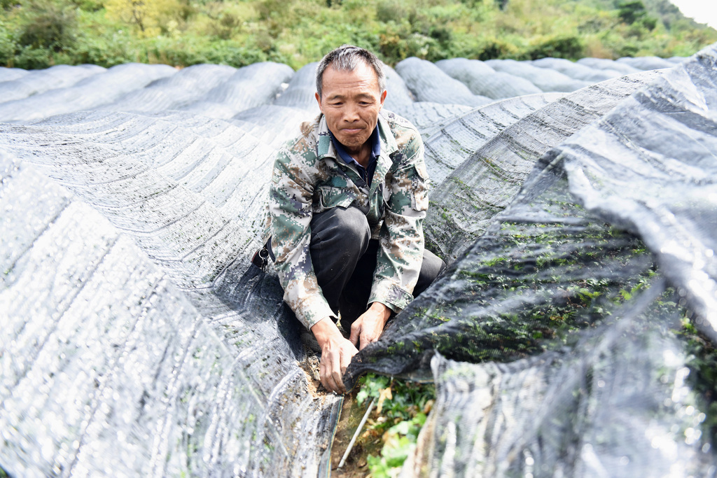 李仕吉在管理小供棚 (2)