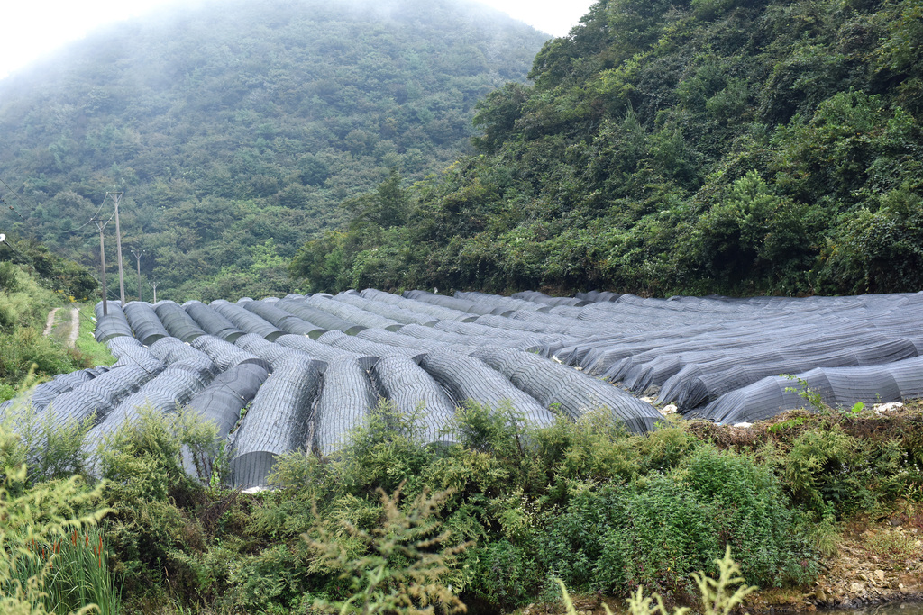 李仕吉培育的黄连苗基地