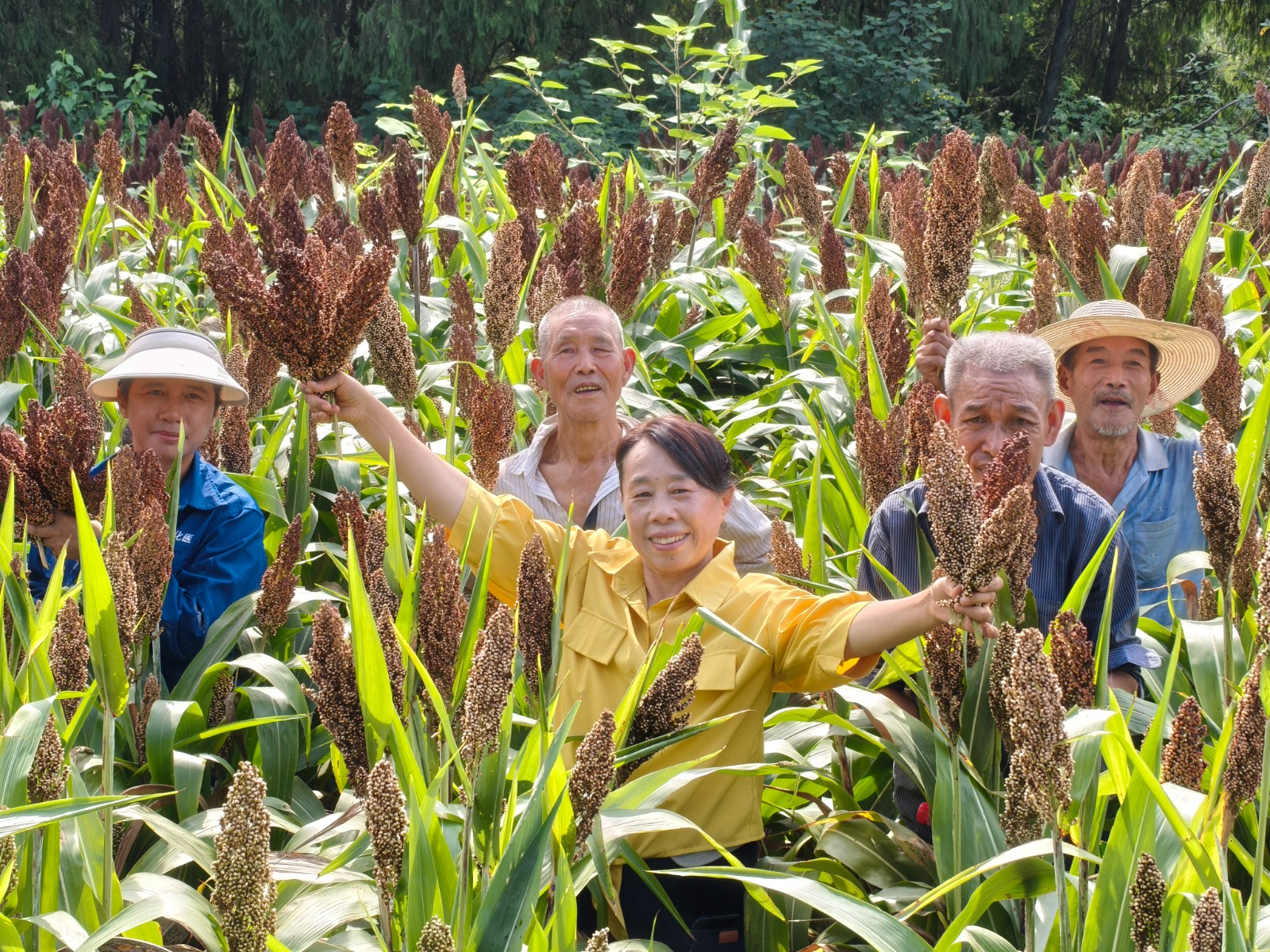 种植户与收购商一起感受丰收的喜悦  拍摄：张耀升.jpg