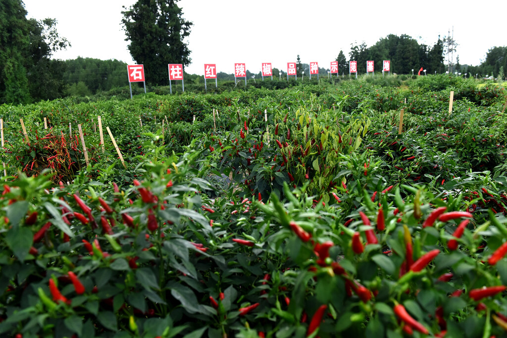 辣椒示范基地