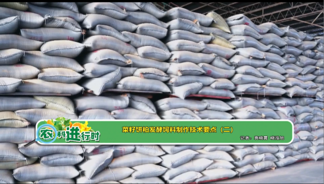 【农科进行时】菜籽饼粕发酵饲料制作技术要点（二）
