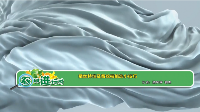 【农科进行时】蚕丝特性及蚕丝被挑选小技巧