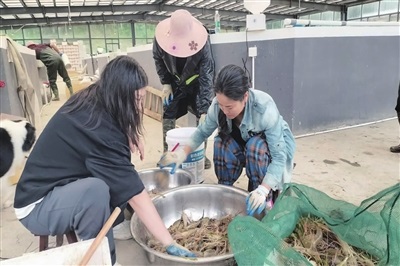 工作人员对虾进行分类　　　石海江 摄影.jpg