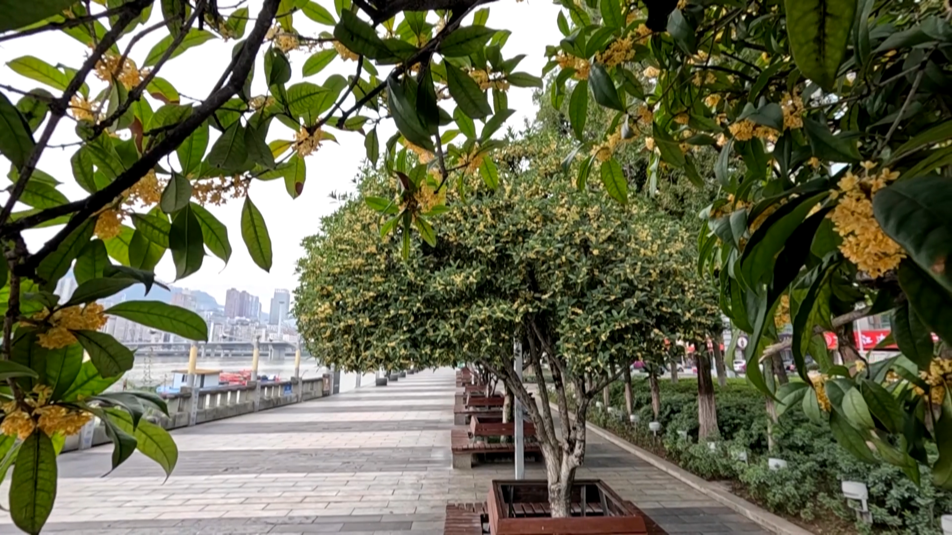 万州 十里秋风暖 满城桂花香44[00_00_24][20251027-093213].png