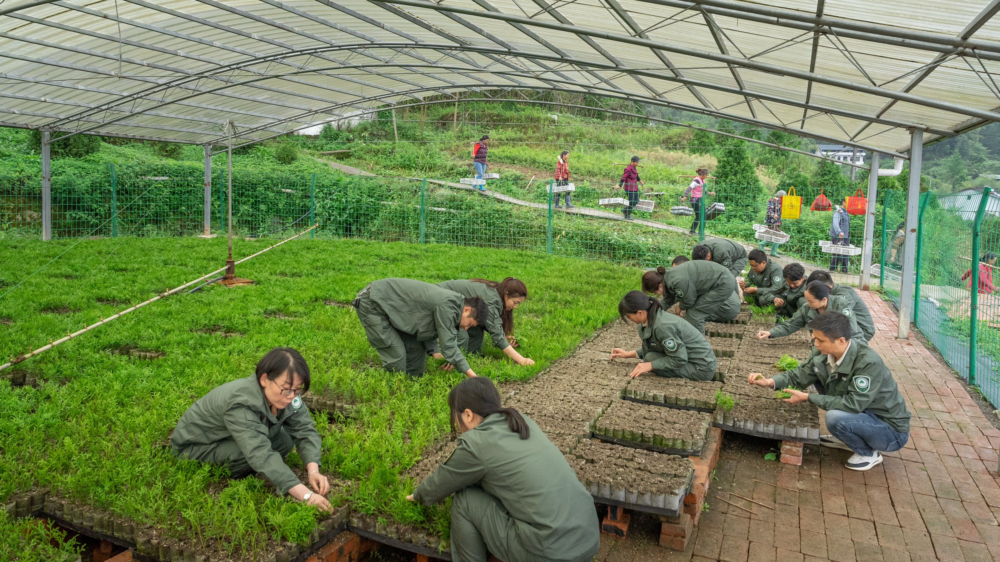 2023年5月10日，在位于开州的重庆雪宝山国家级自然保护区崖柏繁育科研基地，科研人员正在温室大棚扦插崖柏 开州融媒体供图.jpg