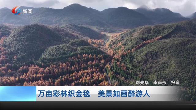 万亩彩林织金毯 美景如画醉游人