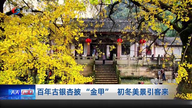 百年古银杏披 “金甲” 初冬美景引客来