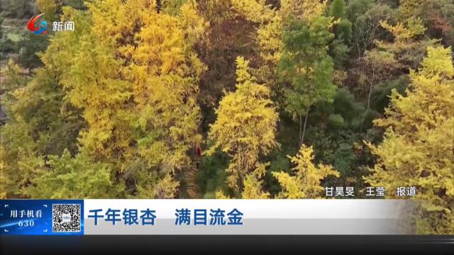 千年银杏 满目流金