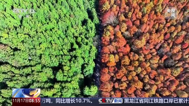 重庆南川 “春秋同框”双色林海醉初冬