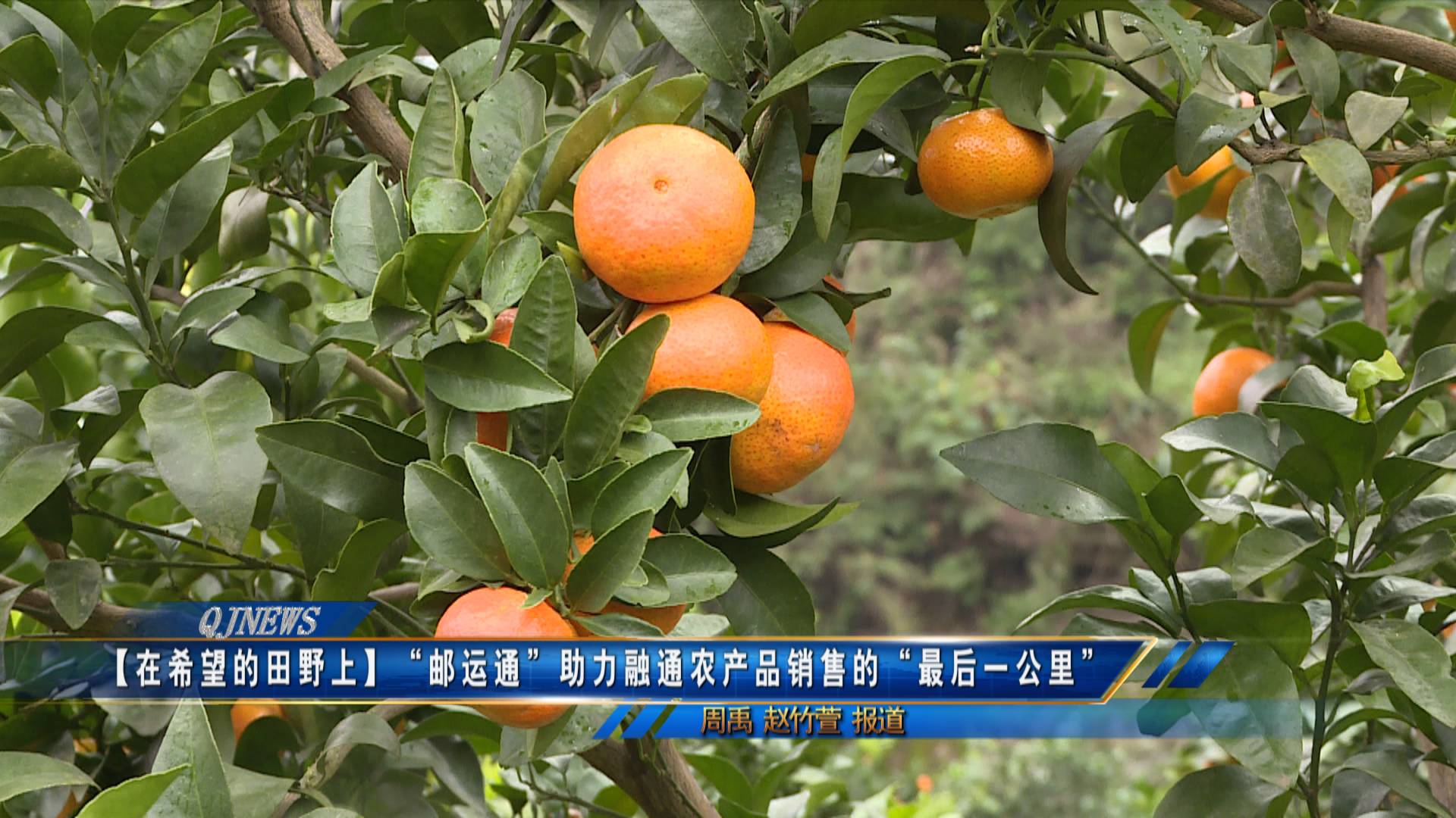 【在希望的田野上】“邮运通”助力融通农产品销售的“最后一公里”