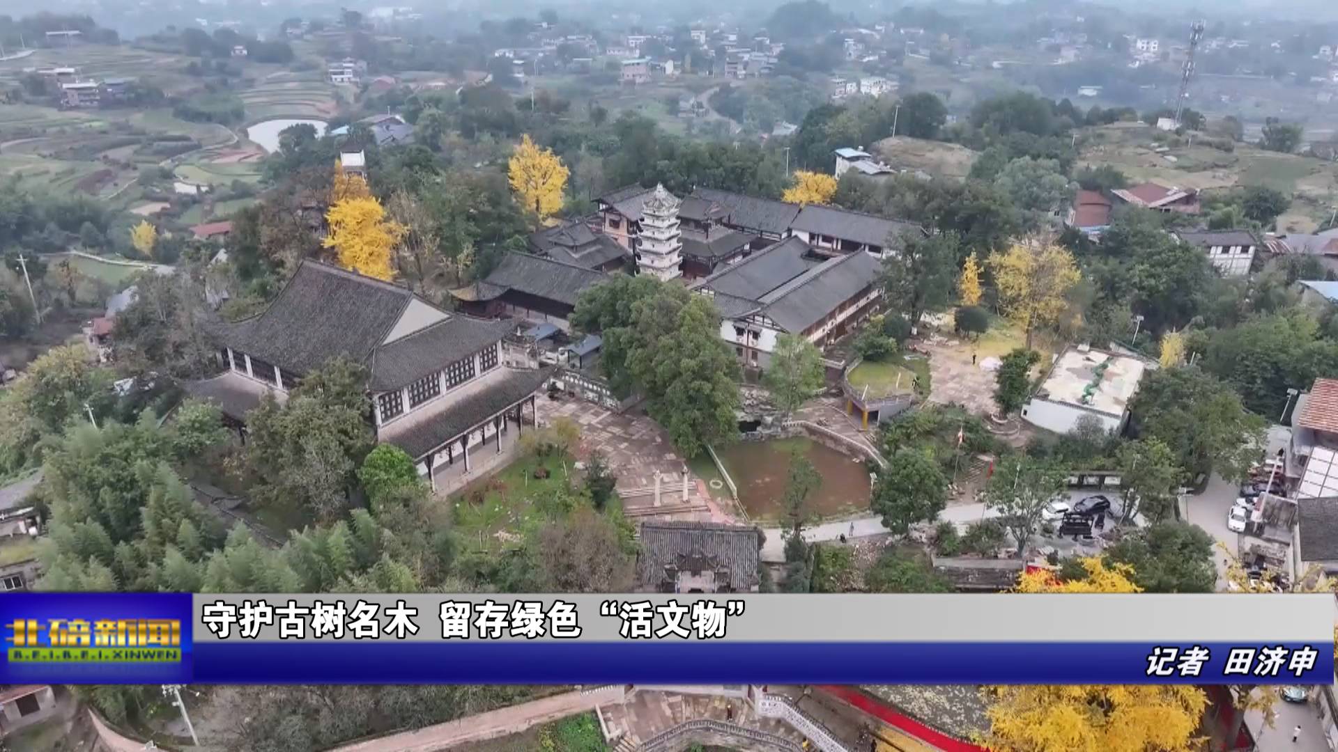 守护古树名木 留存绿色“活文物”