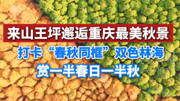来山王坪邂逅重庆最美秋景 打卡“春秋同框”双色林海