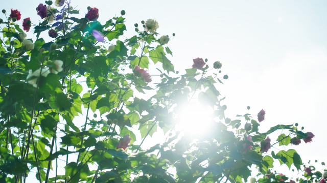 綦江：粉白相间 木芙蓉开正盛