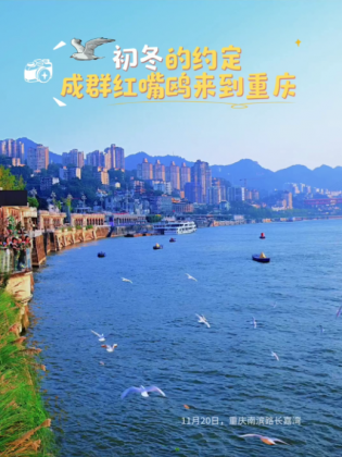 初冬的约定 成群红嘴鸥飞抵重庆