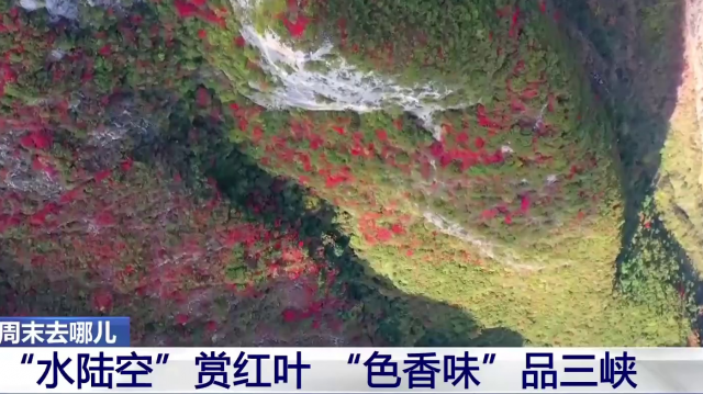 重庆巫山 “水陆空”赏红叶 “色香味”品三峡