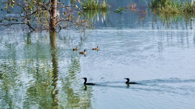 重庆忠县：长江支流呈现一幅诗意画卷