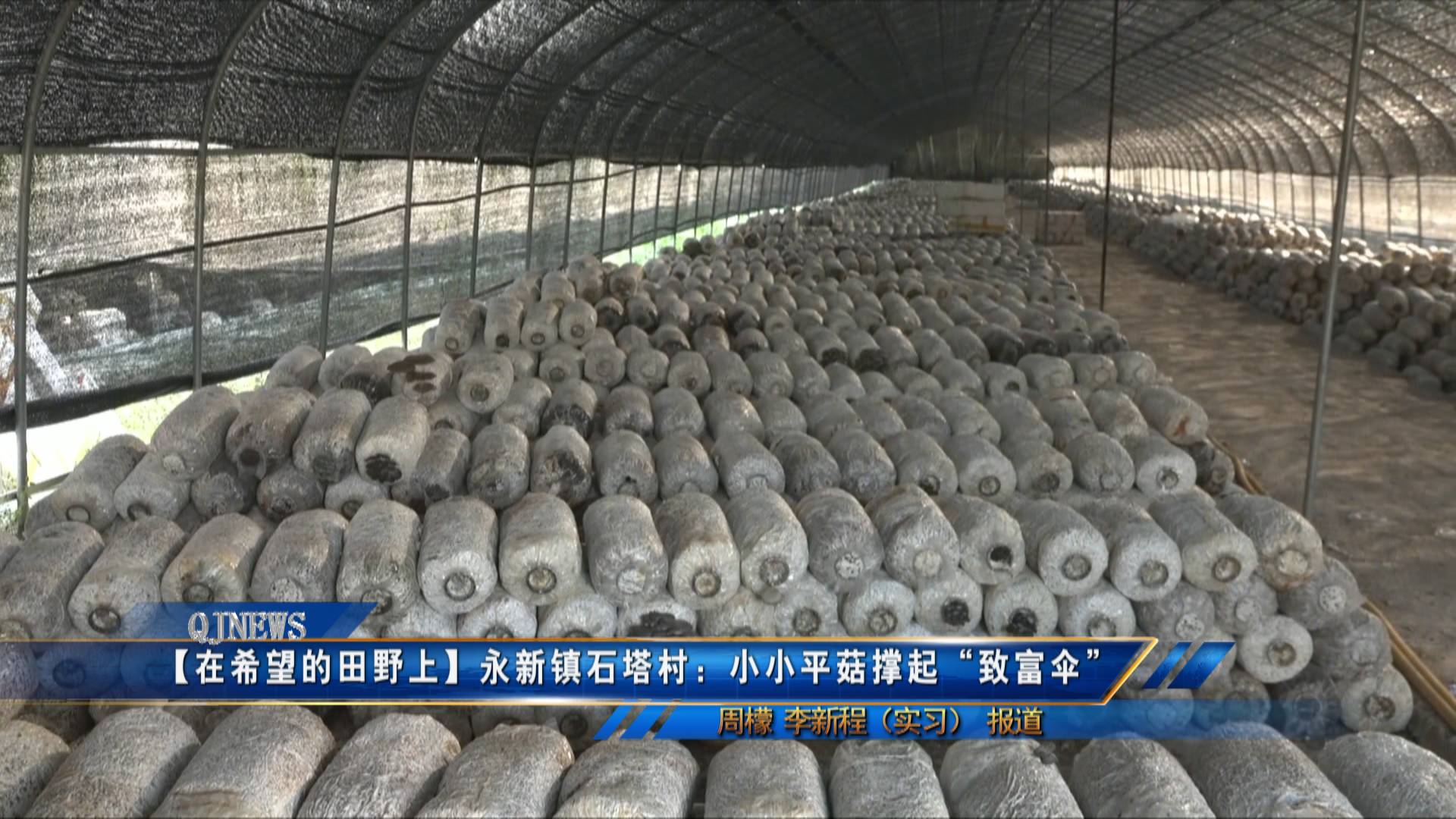 【在希望的田野上】永新镇石塔村：小小平菇撑起“致富伞”