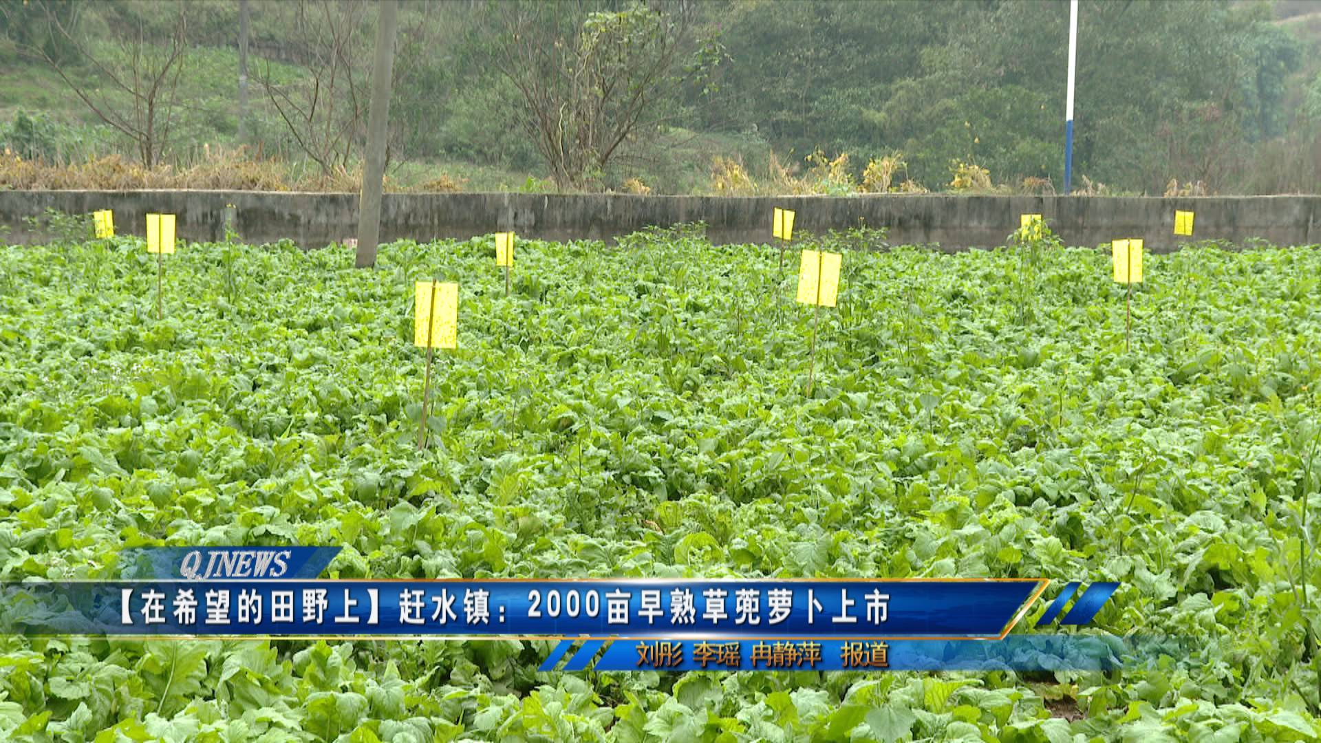 【在希望的田野上】赶水镇：2000亩早熟草蔸萝卜上市
