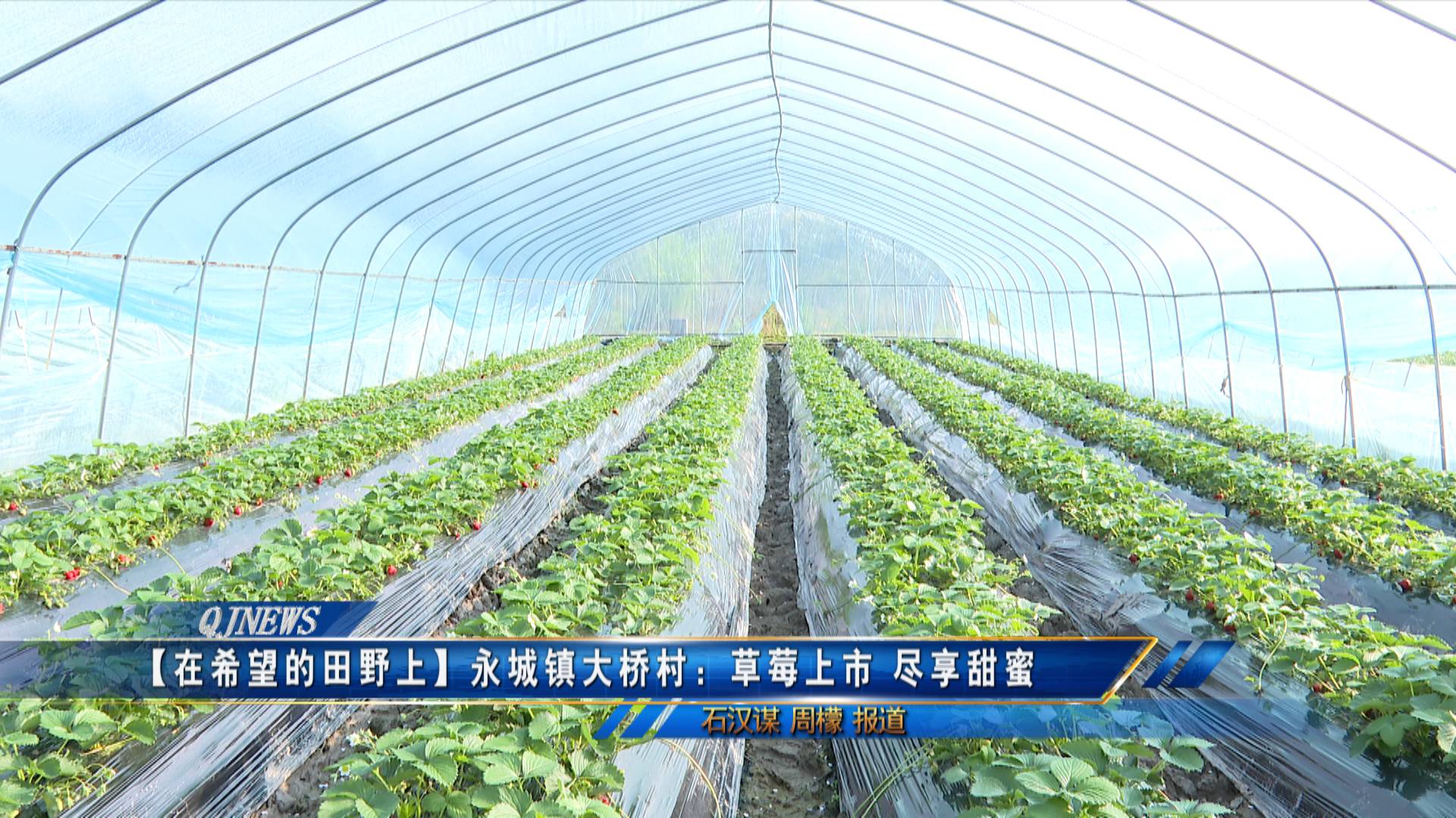【在希望的田野上】永城镇大桥村：草莓上市 尽享甜蜜