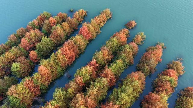 重庆忠县：长江彩林入画来