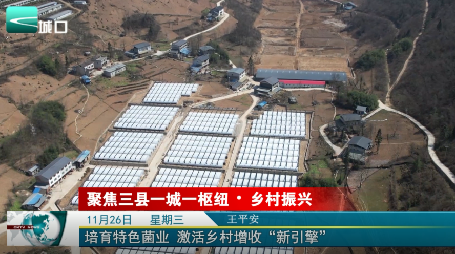  培育特色菌业 激活乡村增收“新引擎”