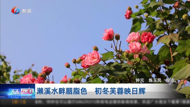 濑溪水畔胭脂色 初冬芙蓉映日辉