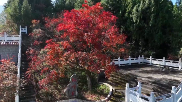 巫山“红叶王”进入最佳观赏期