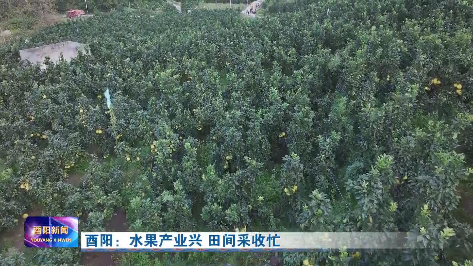 酉阳：水果产业兴 田间采收忙