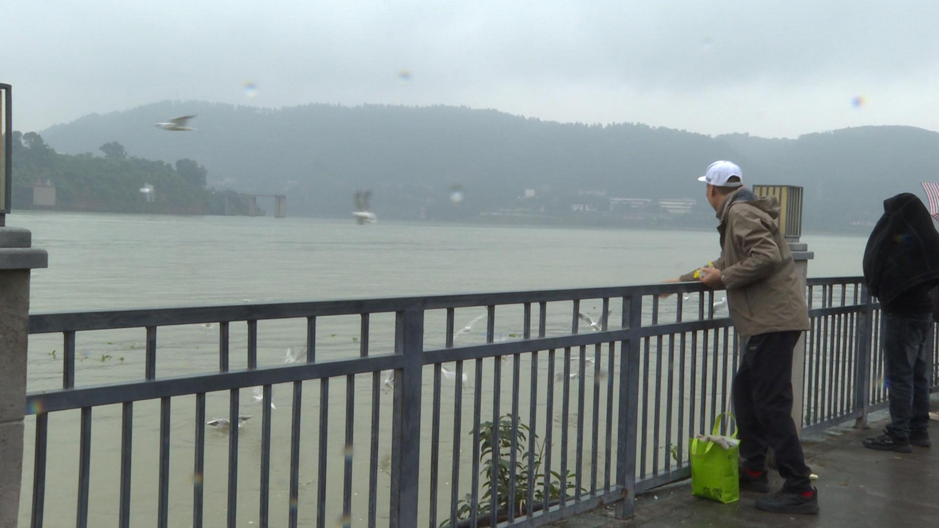 今日关注：“鸥”遇江城 更需文明相伴