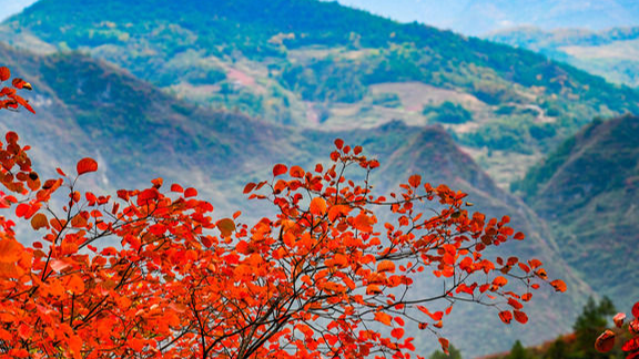 红了三峡 火了县域 富了百姓——重庆巫山以红叶为媒释放文旅新动能