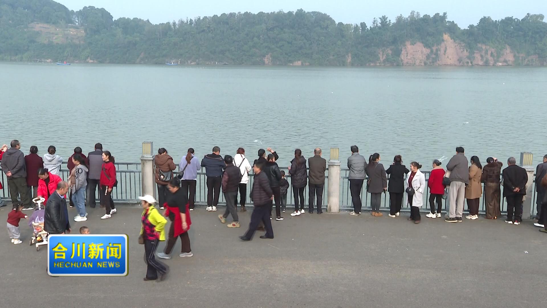 水清岸美 红嘴鸥飞来为合川“代言”