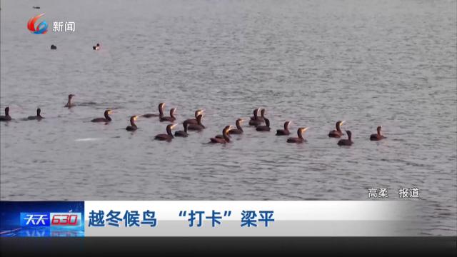 越冬候鸟 “打卡”梁平