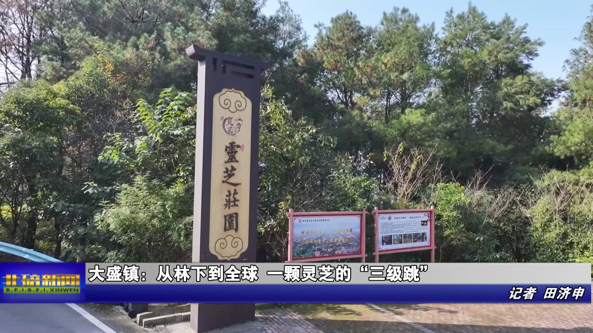 大盛镇：从林下到全球 一颗灵芝的“三级跳”