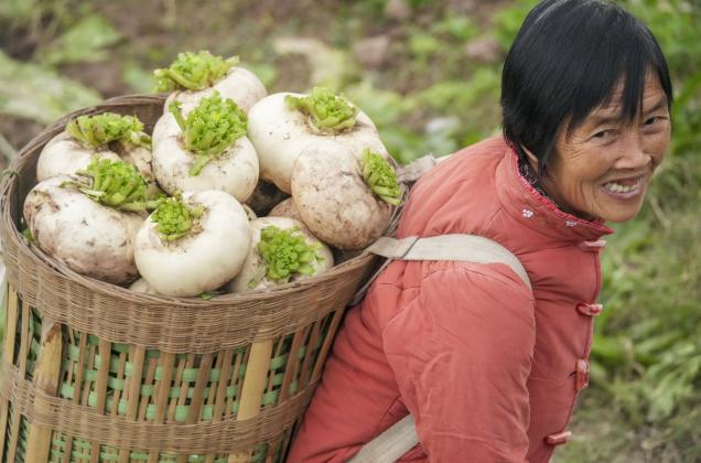 重庆綦江：赶水萝卜迎丰收