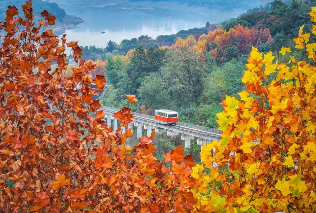 定格美丽重庆：金色漫游 礼嘉缆车穿行梧桐秘境