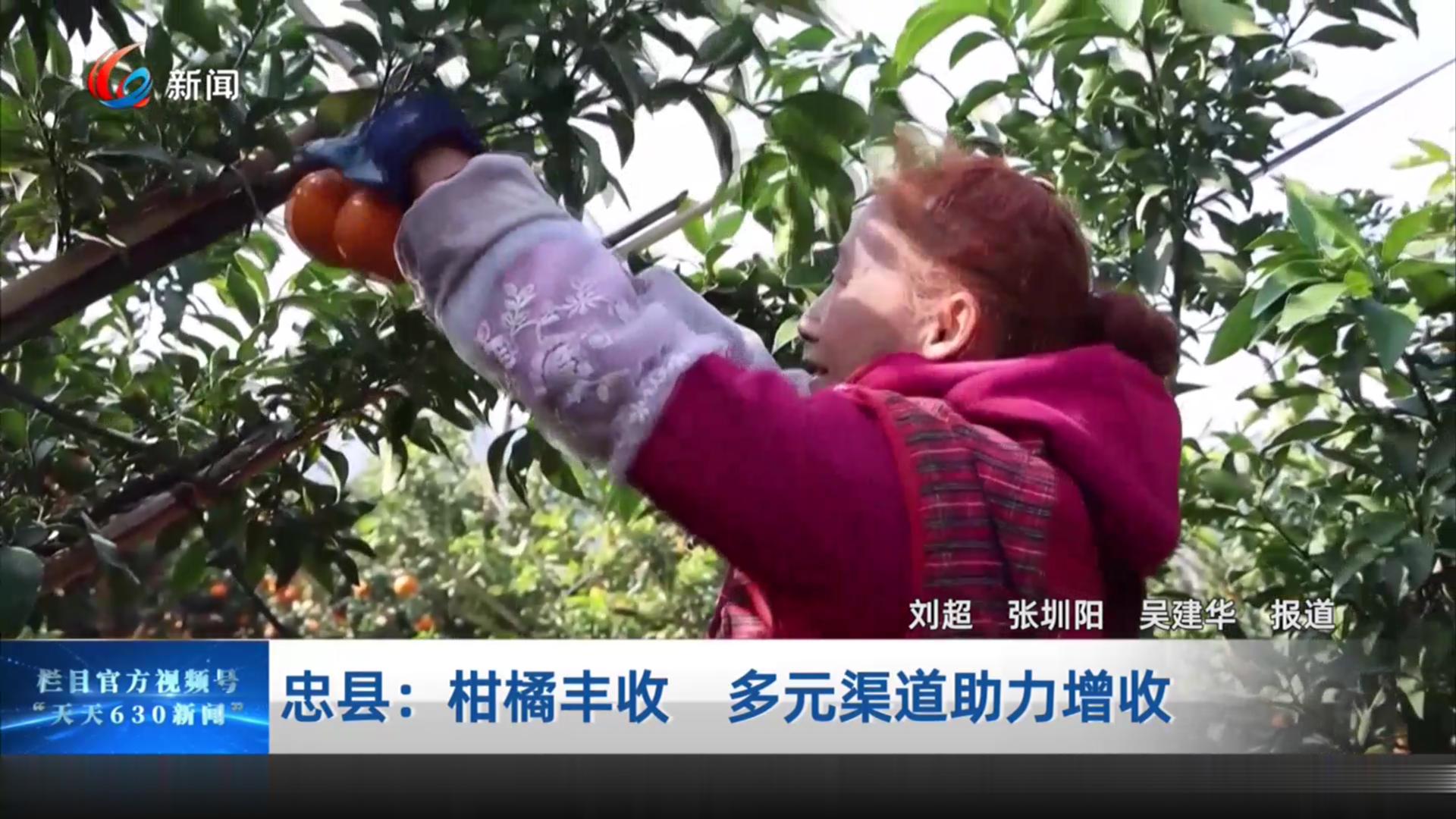 忠县：柑橘丰收 多元渠道助力增收