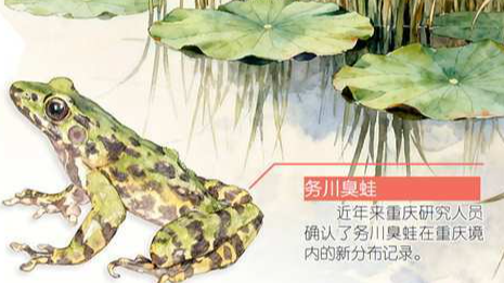 重庆有多少两栖动物？答案揭晓：74种！