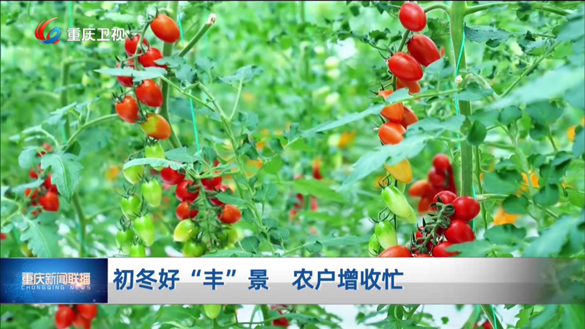 初冬好“丰”景 农户增收忙