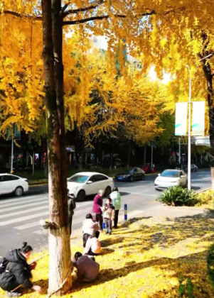 万州：银杏黄 暖洋洋