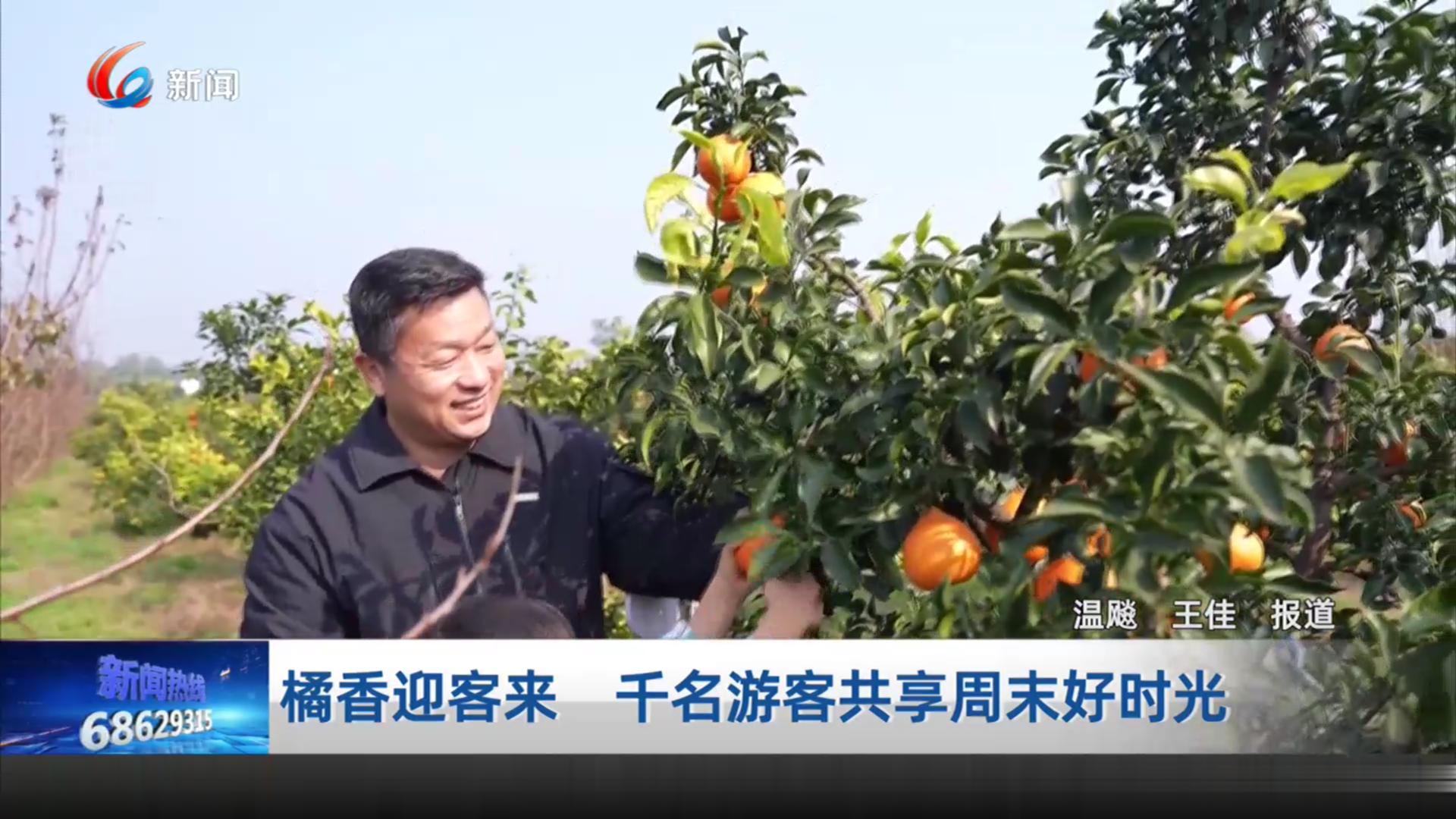 橘香迎客来 千名游客共享周末好时光