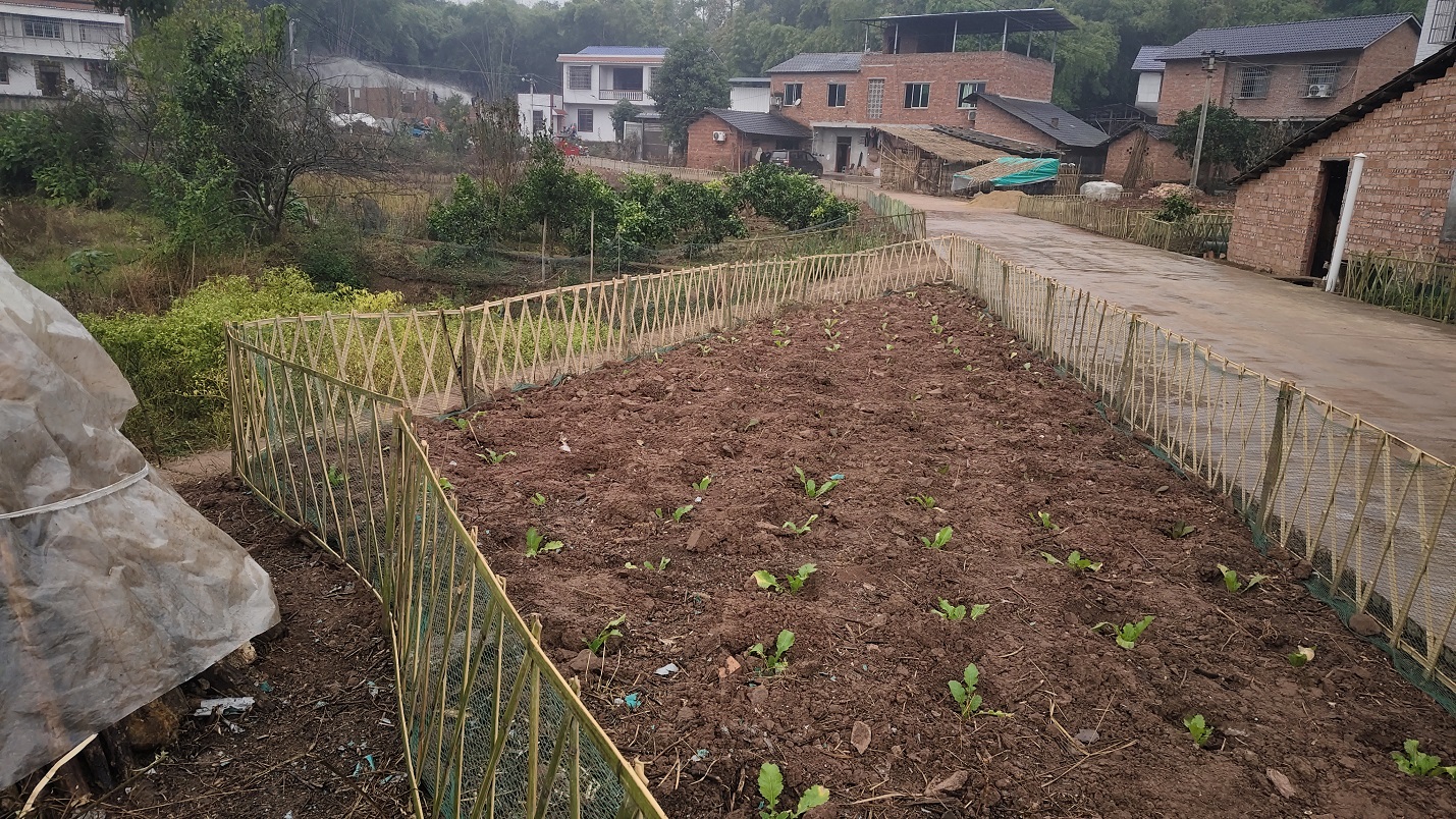 12月4日,大足区龙石镇凤凰村的“三微园”助力美丽人居环境建设。通讯员 彭远琴 供图.jpg