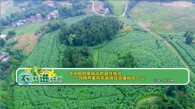 【农科进行时】冬闲田牧草栽培的最佳模式——饲用燕麦和箭筈豌豆混播栽培(二)