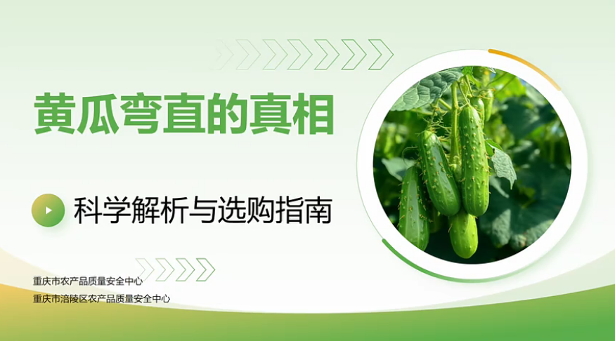 【渝农知识讲堂】黄瓜弯直的真相