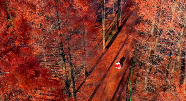 石柱:千野草场彩林“上线”