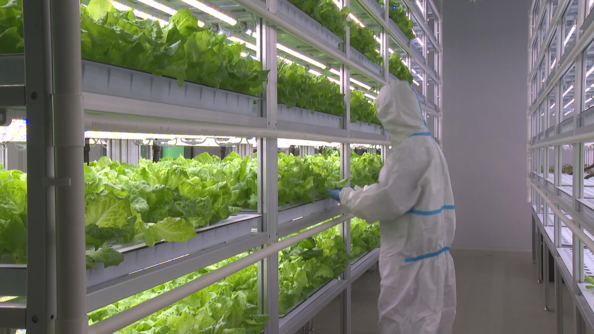 全市首个“十万级洁净度”智慧植物工厂投入运行