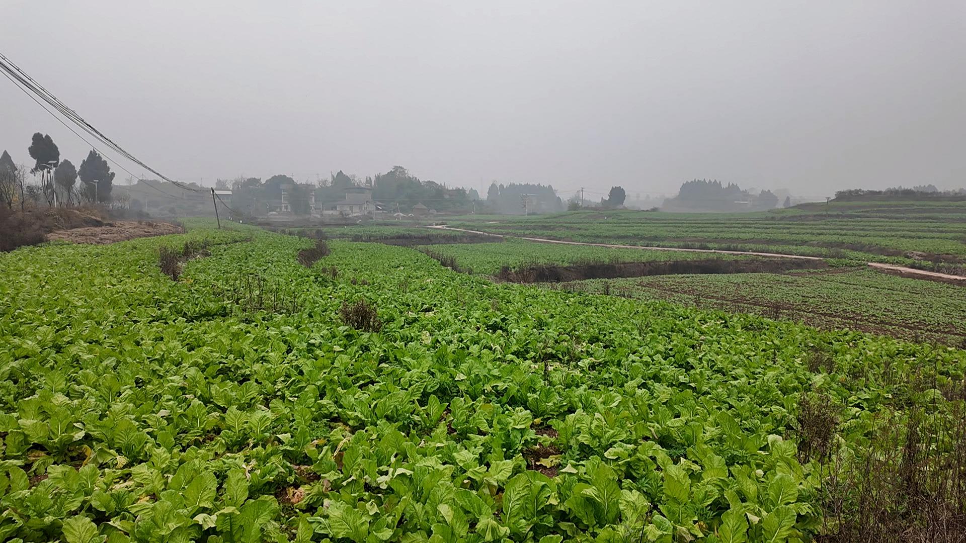 我区早熟青菜头抢“鲜”上市 早熟青菜头助力农户增收