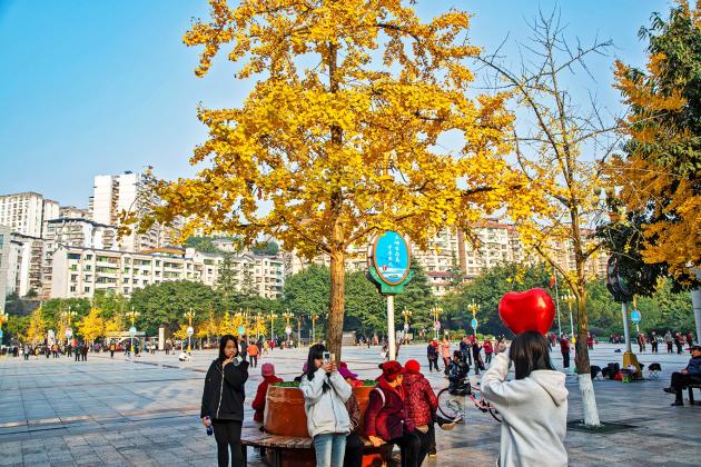 忠县:金黄银杏绘就冬日浪漫