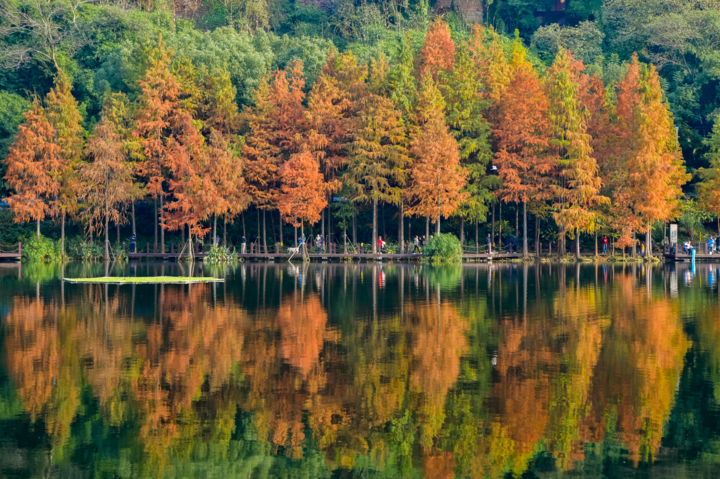 彩云湖国家湿地公园内，水杉树叶渐次染上红黄，展现出自然的斑斓之美。.jpeg