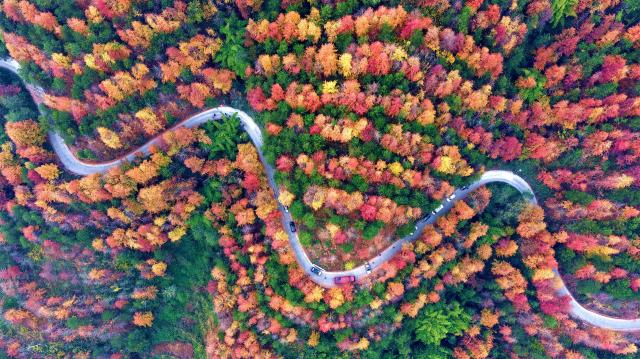 重庆忠县：漫山彩林织锦绣