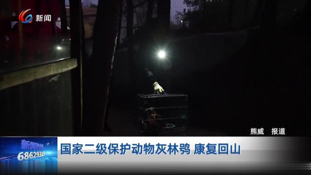  国家二级保护动物灰林鸮 康复回山